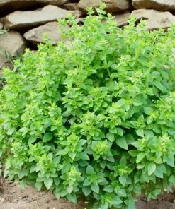 basil-minette
