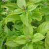 basil-mrs-burns