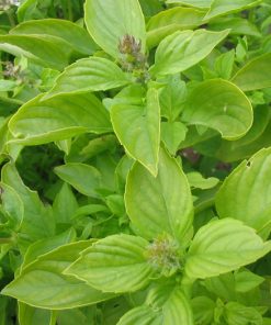 basil-mrs-burns