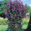 Bean Ornamental Hyacinth Bean