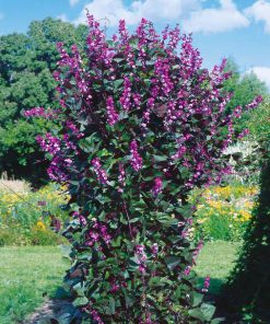 Bean Ornamental Hyacinth Bean