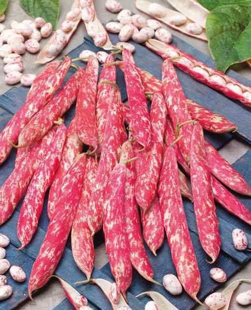 Bean French Bean Stamkievit