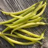 Bean Dwarf French Bean ORINOCO