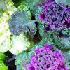 Cabbage Ornamental Curled Leaved