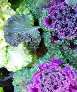 Cabbage Ornamental Curled Leaved