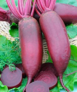 Beetroot Cylindra