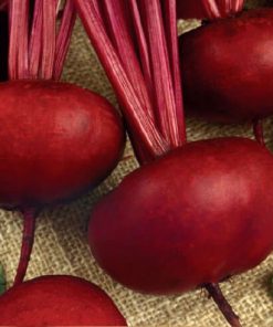 Beetroot D'Egypte