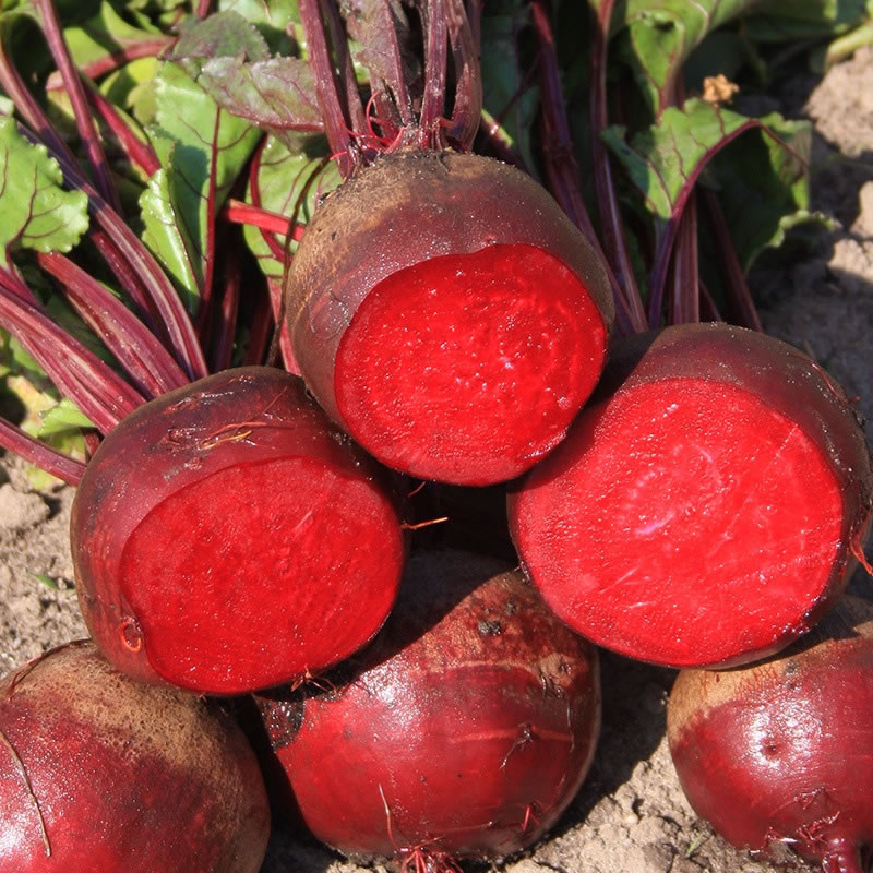 Beetroot Detroit 2