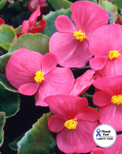 Begonia (Wax Begonia) Bada Bing F1 - Image 2