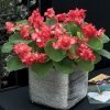 Begonia (Wax Begonia) Feja