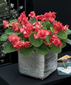 Begonia (Wax Begonia) Feja