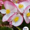 Begonia (Wax Begonia) Luchenec F1