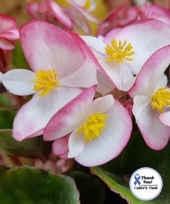 Begonia (Wax Begonia) Luchenec F1