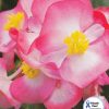 Begonia (Wax Begonia) Variance Dvoubarevna F1