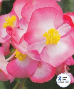 Begonia (Wax Begonia) Variance Dvoubarevna F1