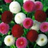 Daisy Pomponette Daisy Perennial Mixed
