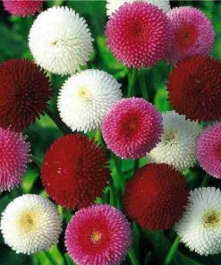 Daisy Pomponette Daisy Perennial Mixed