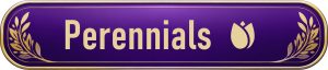 button-perennials