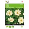 cosmos xanthos