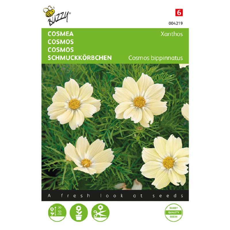 cosmos xanthos