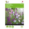 buzzy-delphinum-imperial-mixed