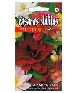 dahlia-amadeus-mixed