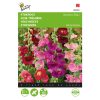 hollyhock antwerp stars