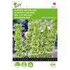 Buzzy® Molucella, Bells of Ireland seeds 0.75g