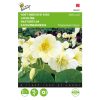 buzzy-nasturtium-milkmaid