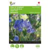 HT Lathyrus, Sweet Pea seeds Royal Family Blue 2g