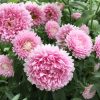 Aster Thousand Wonders Pink