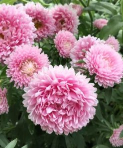 Aster Thousand Wonders Pink
