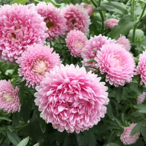 Aster Thousand Wonders Pink