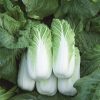 Cabbage Bilko H