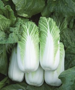 Cabbage Bilko H