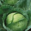 Cabbage Brunswick