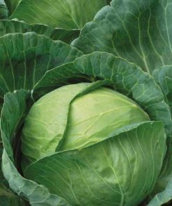 Cabbage Brunswick