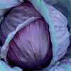 Cabbage Mars
