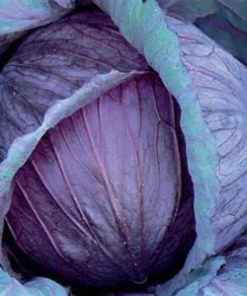 Cabbage Mars