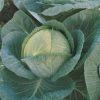 Cabbage Megaton F