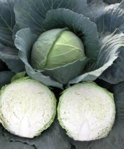 Cabbage Parel F1