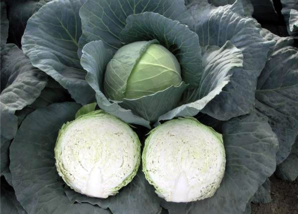 Cabbage Parel F1