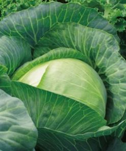 Cabbage Polar