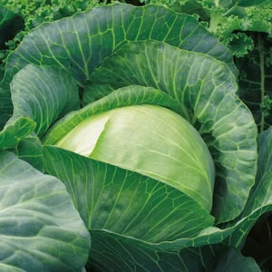 Cabbage Polar