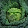Cabbage Savoy Cabbage Vertus 2