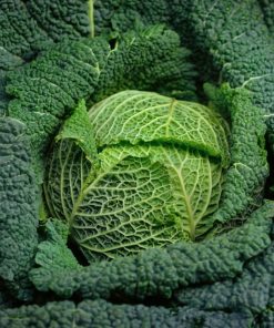 Cabbage Savoy Cabbage Vertus 2