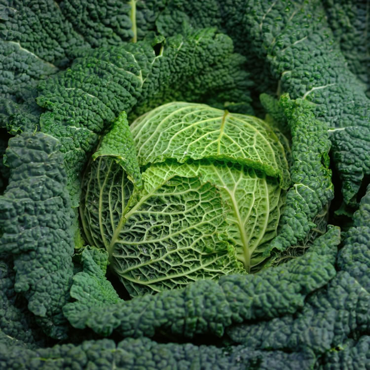 Cabbage Savoy Cabbage Vertus 2