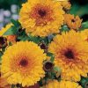 Calendula Pot Marigold Prinzess Golden Black