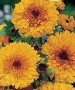 Calendula Pot Marigold Prinzess Golden Black