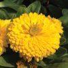 calendula-green-heart